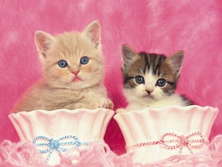 Take the photography, then!! - baby, cat, pink, feline, animal, sweet, kitten, cup