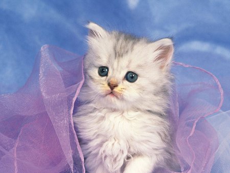 Among silks - animal, baby, kitten, cat, sweet, feline