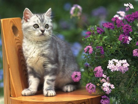 Posing cat * For my friend Tedisoo - animal, kitten, feline, baby, flower, sweet, cat, chair