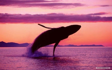 Whale - animal, ocean, fd, whale