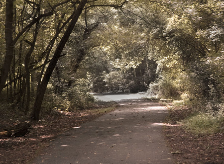 Walk - nature, tree, forests, walk