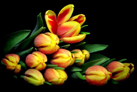 Tulips - nature, tulips, color, flowers