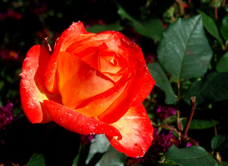 Red rose - nature, flowers, roses, red