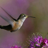 Humming Bird