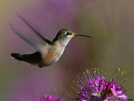 Humming Bird - bird, s, animal, humming