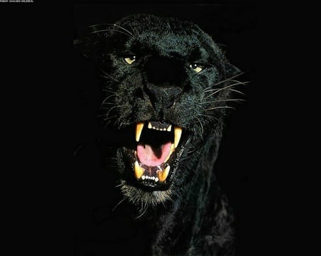 Black Panther - animal, black, cat, panther