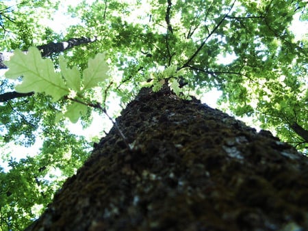 Tree - summer, tree, forest, greea