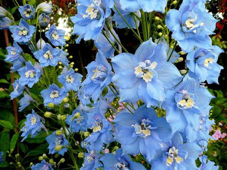 delphinium - delphinium, flowers, blue, beautiful