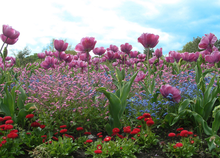 spring garden - sky, tulips, flowers, garden, spring