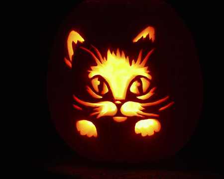 Halloween cat