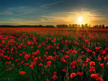 My loved world - nature, field, flower, sun, sky