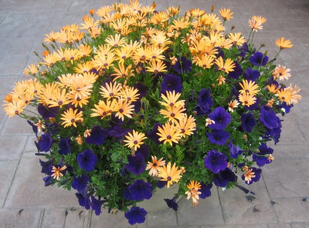 flowers pot during the summer in Alberta  - photography, daisy, purple, yellow, petunia, green, flowers, pot, garden