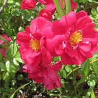 Wild Roses of Alberta - Canada