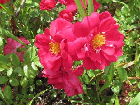 Wild Roses of Alberta - Canada - flowers, garden, red, green, wild roses