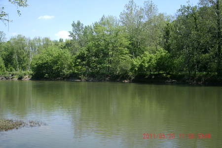 River - blue skies, water, forest, creek