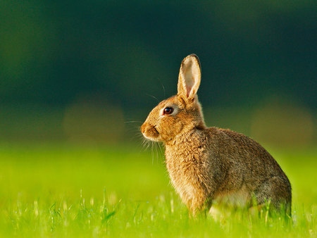 Hare - animal, hare, rodent, grass