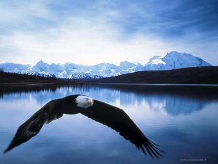 Eagle - eagle, flight, mountains, water