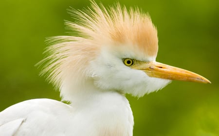 Bird - animal, white, a, bird