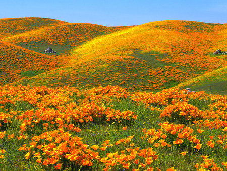 Flower field - nature, field, yellow, flower