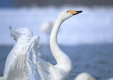 white,beautiful swan - white, swan, gorgeous, beautiful