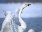 white,beautiful swan