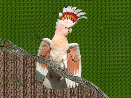 king of all birds - bird, gorgeus, beautiful, majestic, crown