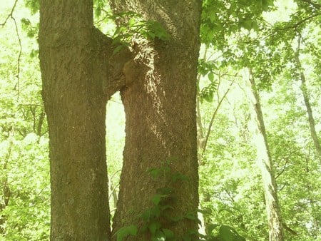 2 Trees - green, two, trees, woods