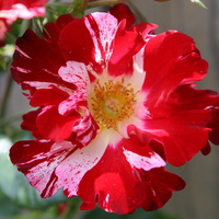 4th of July Rose