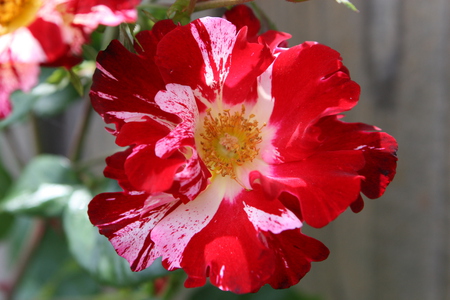 4th of July Rose - rose, white, red, july 4th