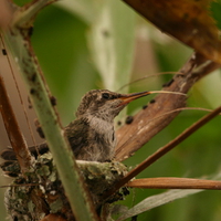 Baby Humming Bird