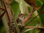 Baby Humming Bird