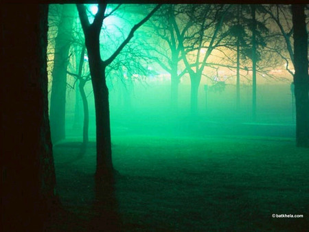 Fantasy Forest - misty, trees, trunks, green, bark, morning, forest