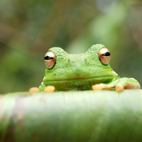 Green frog