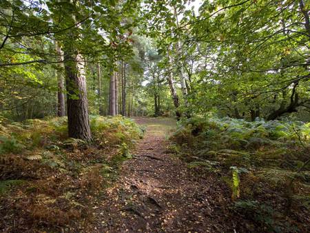 A walk in the woods - quiet, trees, forest, walk, green, path