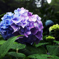 Purple Blue Hydrangea