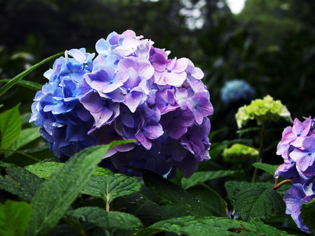 Purple Blue Hydrangea - purple, perennials, blue, hydrangea, green, summer, flowers, plants