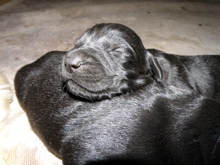 Murphy - black, cute, puppy, labrador