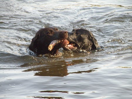 Paddy&Murphy - water, fun, father, son