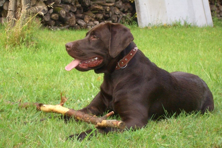 Paddy - proud, brown, stubborn, clever