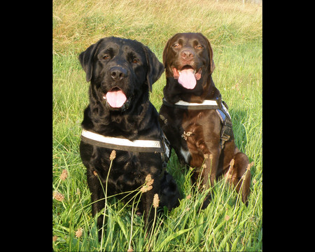 Paddy & Murphy - black, son, dad, brown