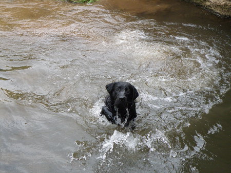 Murphy - water, wet, fun, fishing