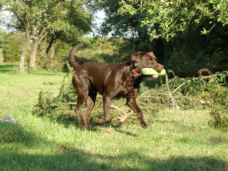 Paddy - brown, powerful, sporty, friend