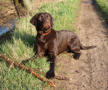 Paddy - wet, proud, brown, boss