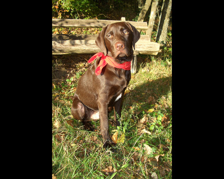 Paddy - charming, autum, brown, friend