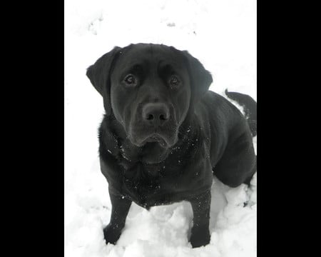 Murphy - hug, love, black, cute