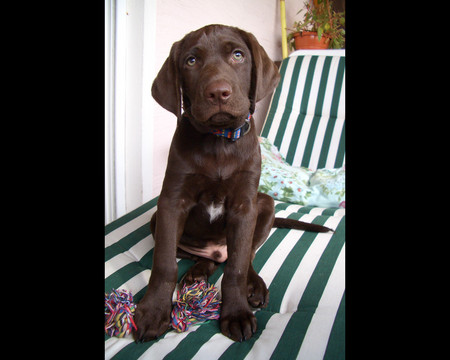 Paddy - fun, chief, brown, puppy