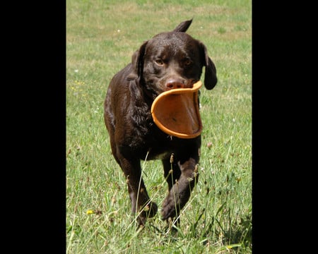 Paddy - sporty, powerful, friend, brown