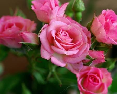 Pink roses - roses, beautiful flowers, pink roses, beauty, bouquet, pink