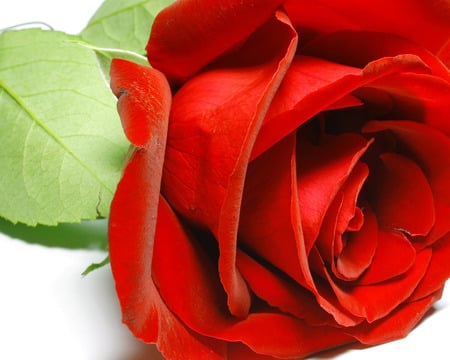 Red rose - beautiful rose, red rose, red flower, rose, single rose