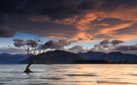 Birds on a tree - calm, clouds, birds, beautiful, nature, waters, dusk, mountains, lakes